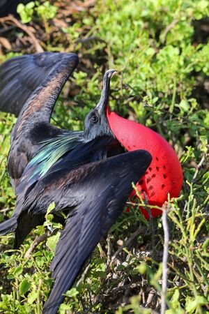 Male Great Frigatebird (Fregata minor) displaying, Genovesa Island, Galapagos National Park, Ecuadorの写真素材