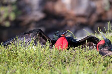 Male Great Frigatebird (Fregata minor) displaying, Genovesa Island, Galapagos National Park, Ecuadorの写真素材