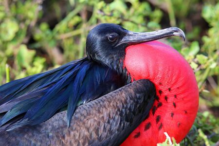 Portrait of male Great Frigatebird (Fregata minor) on Genovesa Island, Galapagos National Park, Ecuadorの写真素材