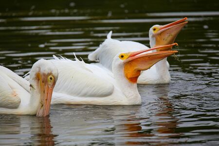 White Pelicans (Pelecanus erythrorhynchos) feeding in the water, Floridaの写真素材