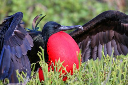 Male Great Frigatebird (Fregata minor) displaying, Genovesa Island, Galapagos National Park, Ecuadorの写真素材