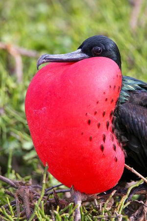 Male Great Frigatebird (Fregata minor) on Genovesa Island, Galapagos National Park, Ecuadorの写真素材