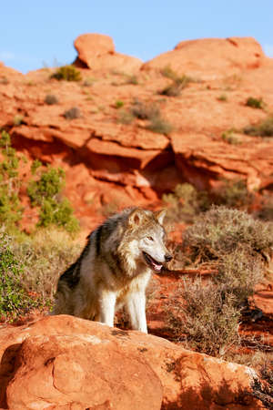 Gray wolf (Canis lupus) in a desert with red rock formationsの写真素材