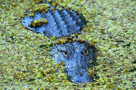 Alligator (Alligator mississippiensis) in a swampの写真素材