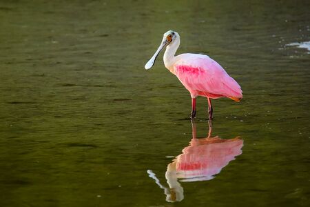 Roseate spoonbill (Platalea ajaja) wading in waterの写真素材