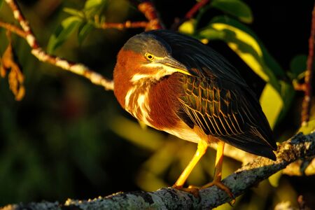 Green heron (Butorides virescens) sitting on a treeの写真素材