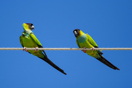 Nanday parakeets (Aratinga nenday) sitting on a wire, Floridaの写真素材