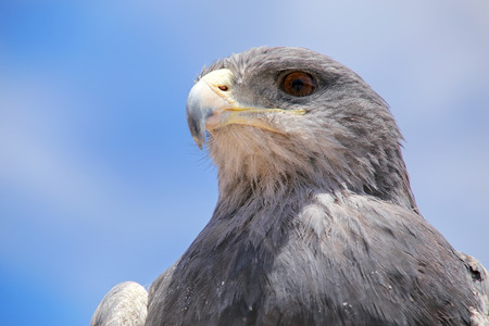 Black-chested buzzard-eagle (Geranoaetus melanoleucus) at the market in Maca, Colca Canyon, Peru.の写真素材