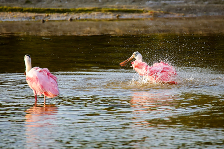 Roseate spoonbills (Platalea ajaja) bathing in waterの写真素材
