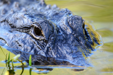 Portrait of Alligator (Alligator mississippiensis) floating in waterの写真素材