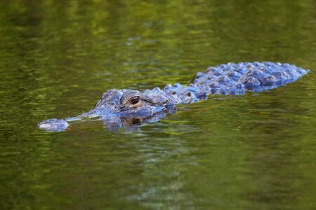 Alligator (Alligator mississippiensis) swimming, Floridaの写真素材