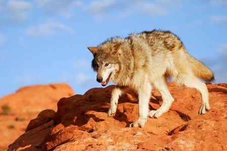 Gray wolf (Canis lupus) in a desert with red rock formations