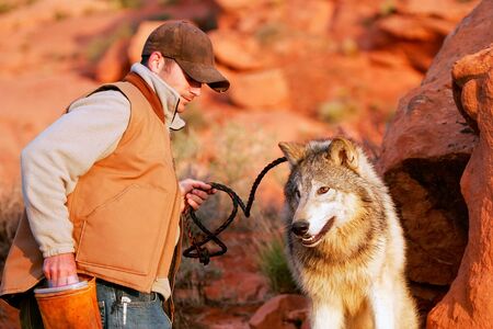 Gray wolf (Canis lupus) with an animal trainer