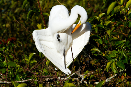 Great Egret (Ardea alba) preeningの写真素材
