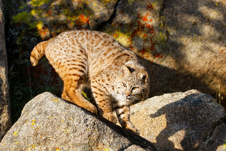 Bobcat (Lynx rufus) standing on a rockの写真素材