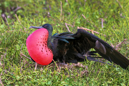 Male Great Frigatebird (Fregata minor) displaying, Genovesa Island, Galapagos National Park, Ecuadorの写真素材