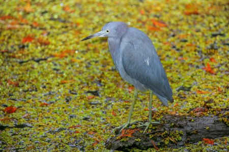 Little Blue Heron (Egretta caerulea) in a swampy area, Floridaの写真素材