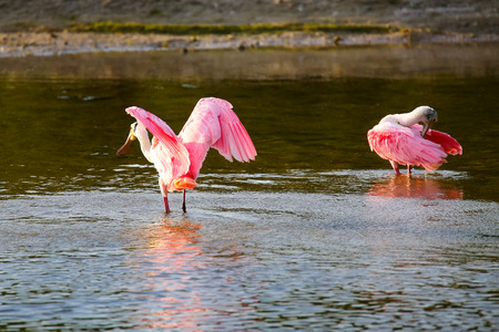 Roseate spoonbill (Platalea ajaja) bathing in waterの写真素材