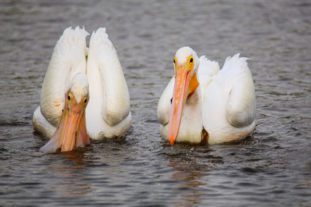 White Pelicans (Pelecanus erythrorhynchos) feeding in the water, Floridaの写真素材