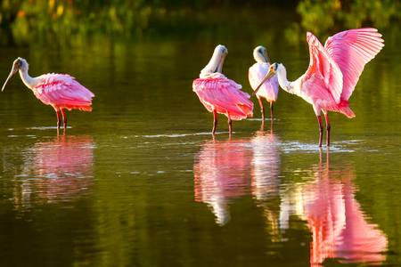 Roseate spoonbills (Platalea ajaja) preening in waterの写真素材