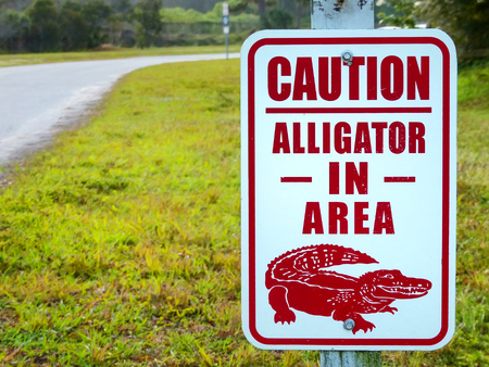 Alligator in the area caution sign, Floridaの写真素材