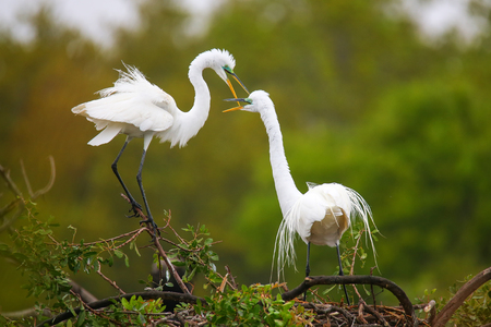 Great Egrets (Ardea alba) in a nestの写真素材