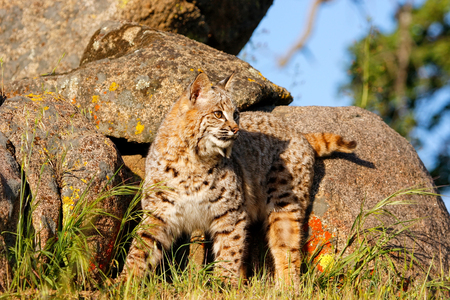 Bobcat (Lynx rufus) standing by rocksの写真素材