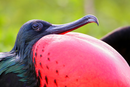 Portrait of male Great Frigatebird (Fregata minor) on Genovesa Island, Galapagos National Park, Ecuadorの写真素材