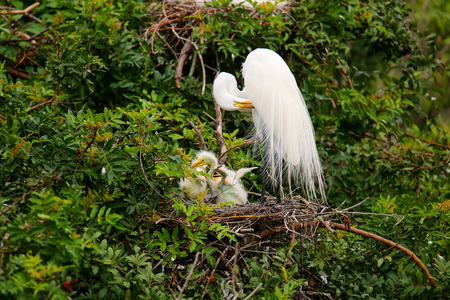 Great Egret (Ardea alba) in a nest with chicksの写真素材