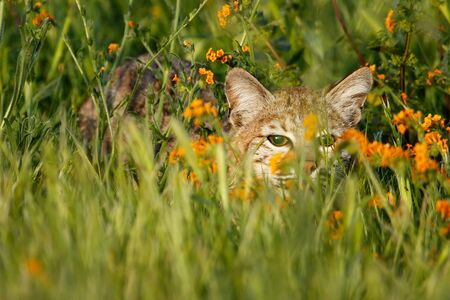 Bobcat (Lynx rufus) hiding in a grass with flowersの写真素材
