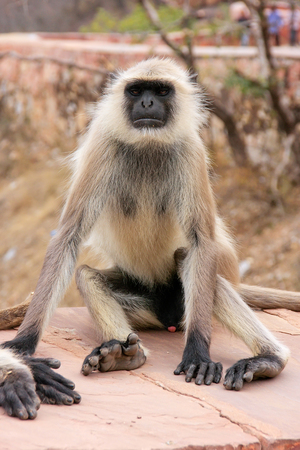 Gray langur sitting in Jaigarh Fort near Jaipur, Rajasthan, India. Gray langurs are the most widespread langurs of South Asia.のeditorial素材