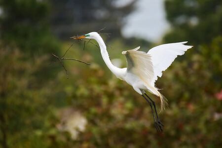 Great Egret (Ardea alba) flying with a stick in its beak
