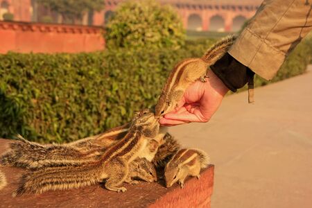 Tourist feeding Indian palm squirrels in Agra Fort, Uttar Pradesh, India. This fort is a very popular tourist site in Agraの写真素材