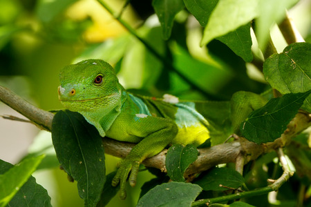 Male Fiji banded iguana (Brachylophus fasciatus) on Viti Levu Island, Fiji. It endemic to some of the southeastern Fijian islands.の写真素材