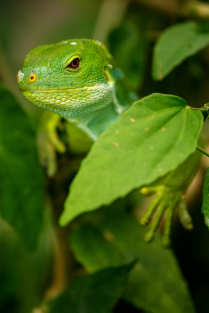 Male Fiji banded iguana (Brachylophus fasciatus) on Viti Levu Island, Fiji. It endemic to some of the southeastern Fijian islands.の写真素材