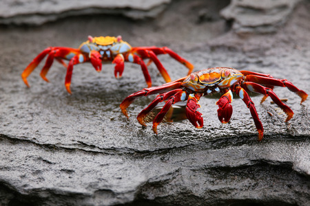 Sally lightfoot crab (Grapsus grapsus) on Santiago Island in Galapagos National Park, Ecuadorの写真素材