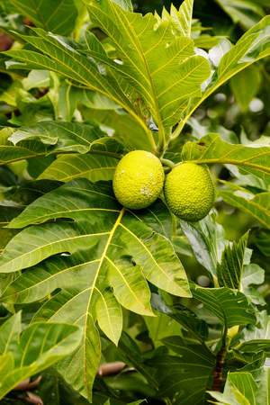 Breadfruit (Artocarpus altilis) tree with fruits. Breadfruit originated in the South Pacific and was...