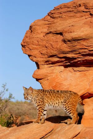 Bobcat (Lynx rufus) standing on red rocksの写真素材
