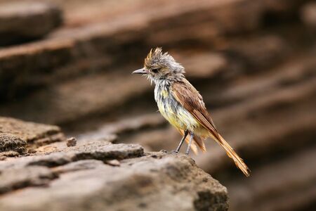 Galapagos flycatcher (Myiarchus magnirostris) on Santiago Island, Galapagos National Park, Ecuadorの写真素材