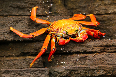 Sally lightfoot crab (Grapsus grapsus) on Santiago Island in Galapagos National Park, Ecuadorの写真素材