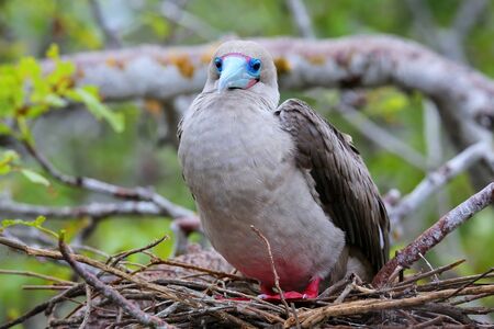 Red-footed booby (Sula sula) sitting on a nest, Genovesa island, Galapagos National Park, Ecuadorの写真素材