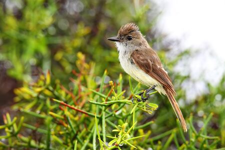Galapagos flycatcher sitting on a tree, Santiago Island, Galapagos National Park, Ecuador