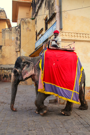 Decorated elephant walking on the cobblestone street near Amber Fort, Rajasthan, India. Elephant rides are popular tourist attraction in Amber Fort.のeditorial素材