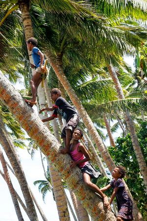 Local kids climbing palm tree to swing on a rope swing in Lavena village, Taveuni Island, Fiji. Taveuni is the third largest island in Fiji.のeditorial素材