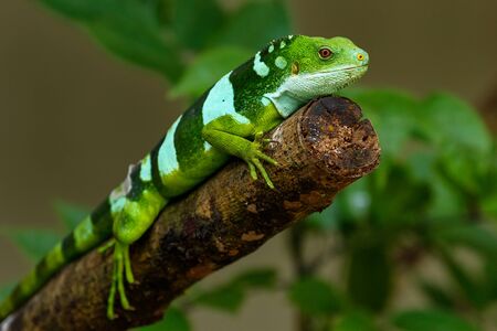 Male Fiji banded iguana (Brachylophus fasciatus) on Viti Levu Island, Fiji. It endemic to some of the southeastern Fijian islands.の写真素材