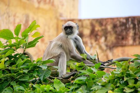 Gray langur sitting in Jaigarh Fort near Jaipur, Rajasthan, India. Gray langurs are the most widespread langurs of South Asia.のeditorial素材