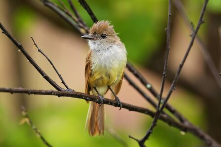 Galapagos flycatcher sitting on a tree, Santiago Island, Galapagos National Park, Ecuadorの写真素材