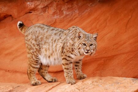 Bobcat (Lynx rufus) standing on red rocks