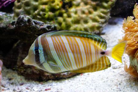 Surgeonfish swimming around soft and hard corals, Fijiの写真素材