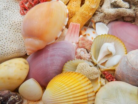 Colorful seashells and dead hard coral on a beach